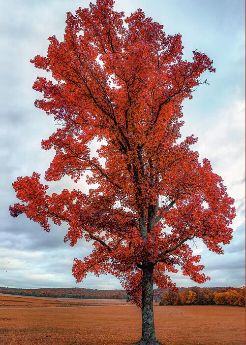 America Greeting Card featuring the photograph Autumn Splendor at Pea Ridge National Military Park by Gregory Ballos