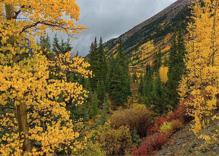Landscape Greeting Card featuring the photograph Autumn Splendor by Darlene Bushue
