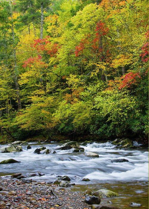 Autumn Greeting Card featuring the photograph Autumn Stream by Larry Bohlin