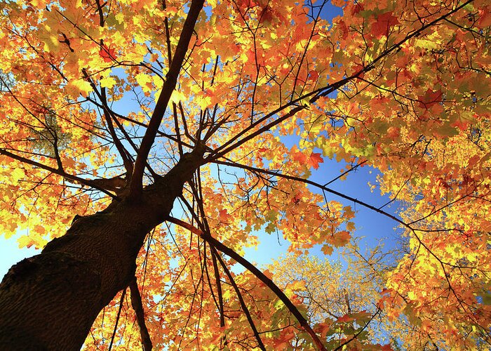 Orange Color Greeting Card featuring the photograph Autumn Tree - Fall Leaves by Konradlew