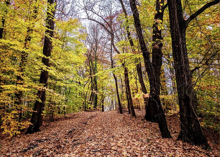 Fall Greeting Card featuring the photograph Autumn Woods by Louis Dallara