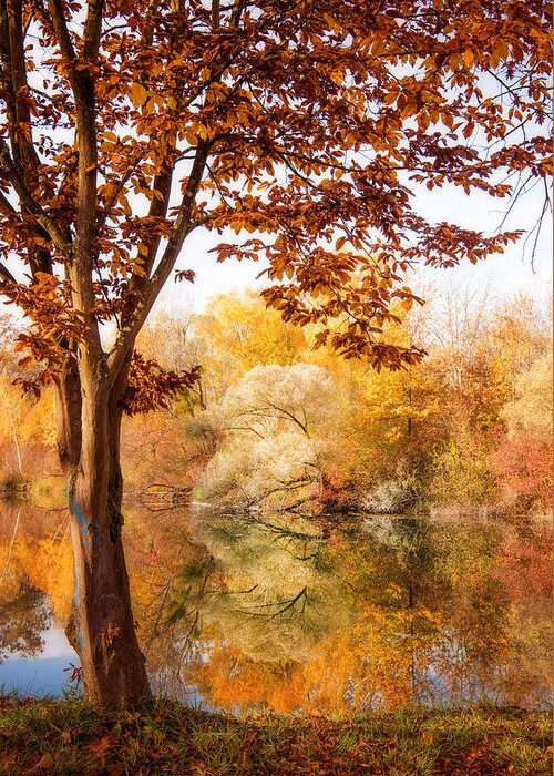 Trees Greeting Card featuring the photograph Autumnal Frame by Philippe Sainte-Laudy