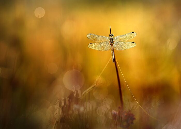 Dragonfly Greeting Card featuring the photograph Autumnlight by Wil Mijer