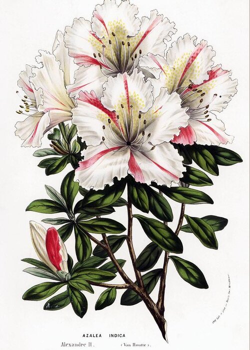 Alexandre Ii Greeting Card featuring the drawing Azalea hybrid Flowers of the Gardens and Hothouses of Europe, Ghent, Belgium, 1857. by Album