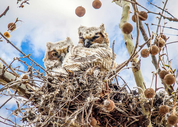 Owls Greeting Card featuring the photograph Baby Great Horned Owls by David Wagenblatt