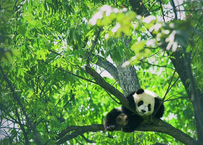 Panda Greeting Card featuring the photograph Baby Panda Resting On A Tree by Mediaproduction