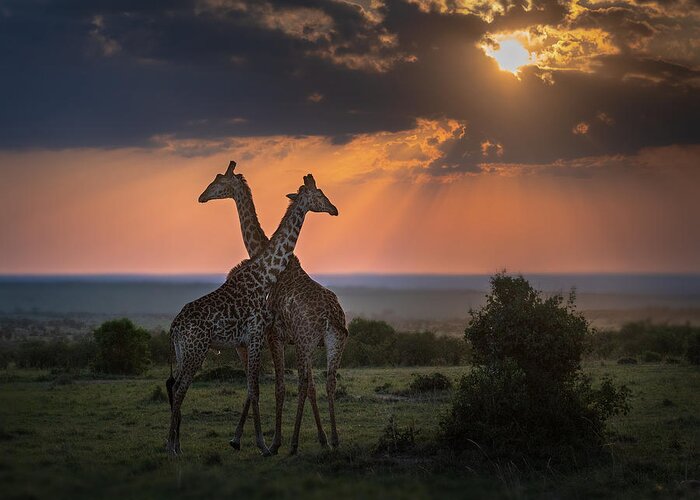 Giraffe Greeting Card featuring the photograph Backlighting At The Dusk by Annie Poreider