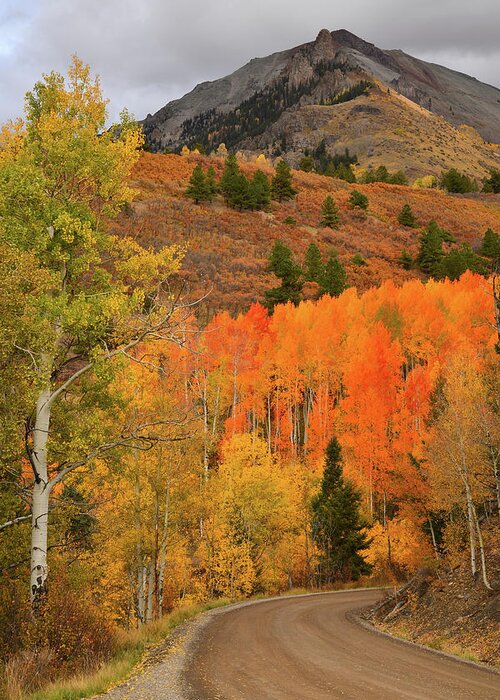 Colorado Greeting Card featuring the photograph Backroad Fall Colors near Telluride CO by Ray Mathis