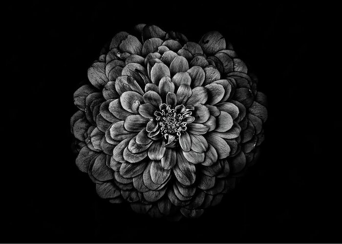 Brian Carson Greeting Card featuring the photograph Backyard Flowers In Black And White 54 by Brian Carson