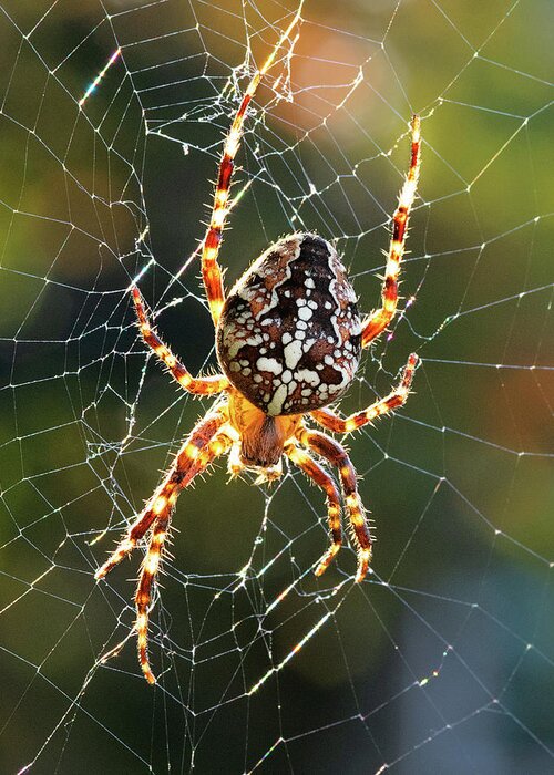 Spider Greeting Card featuring the photograph Backyard Spider by Patrick Campbell