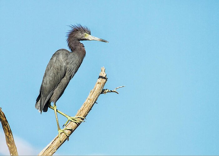 Little Blue Heron Greeting Card featuring the photograph Bad Hair Day Heron by Bob Decker
