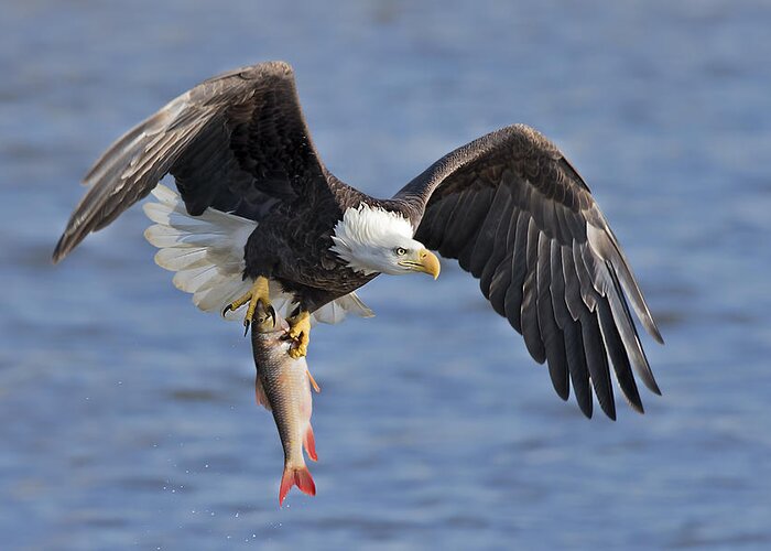 Eagle Greeting Card featuring the photograph Bald Eagle Catching A Big Fish by Jun Zuo