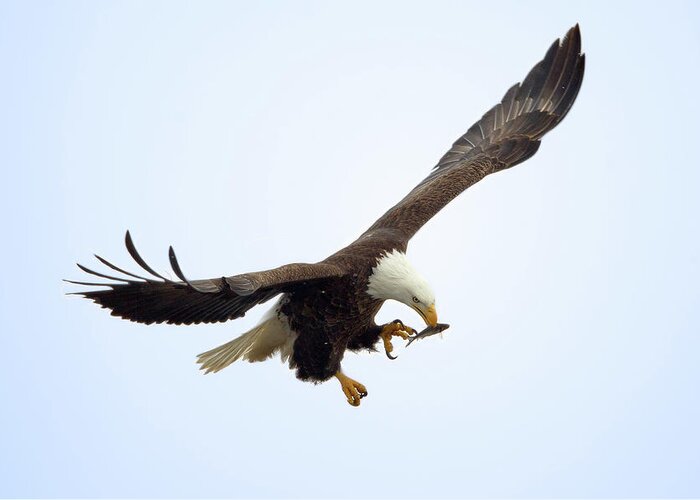 Animal Themes Greeting Card featuring the photograph Bald Eagle Having An Inflight Snack by Todd Ryburn Photography