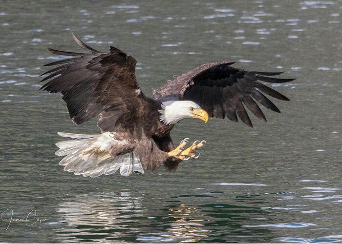Bald Eagle Greeting Card featuring the photograph Bald Eagle by James Capo