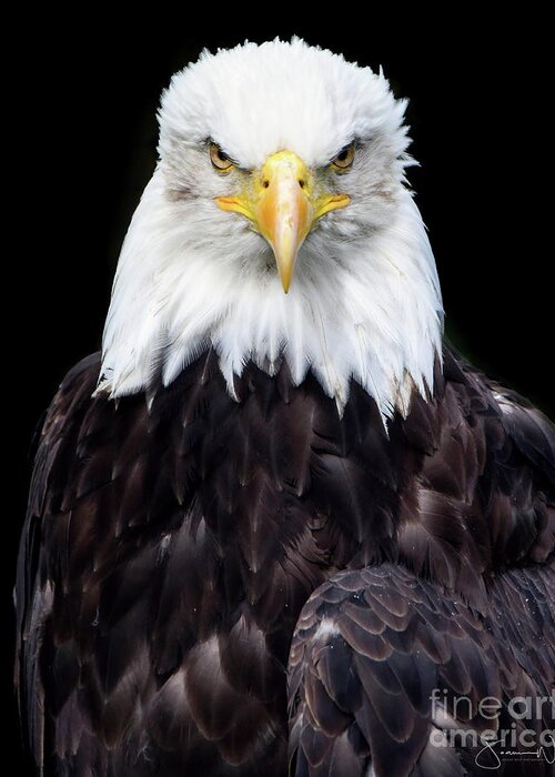  Greeting Card featuring the photograph Bald Eagle by Joanne West