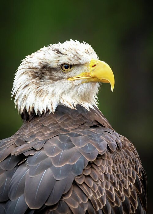 Bald Eagle Portrait Greeting Card featuring the photograph Bald Eagle Portrait by Christi Herman