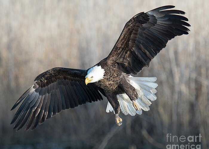 Bird Greeting Card featuring the photograph Bald Eagle With Eyes on the Prey by Dennis Hammer