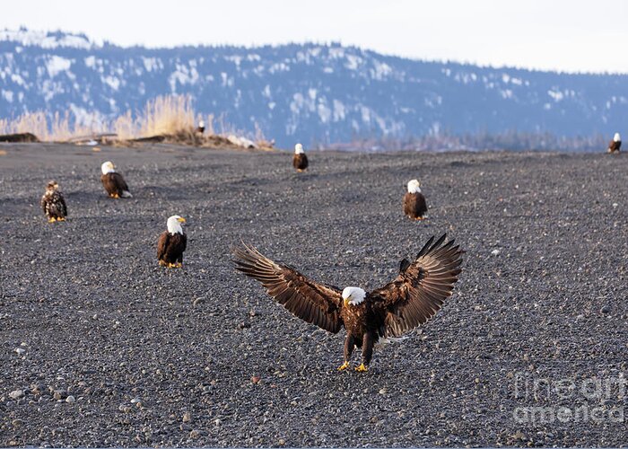Bald Eagle Greeting Card featuring the photograph Bald Eagles on the beach by Louise Heusinkveld