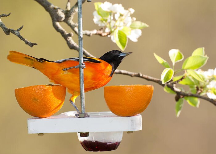 Orange Color Greeting Card featuring the photograph Baltimore Oriole At Feeder by Jhayes44