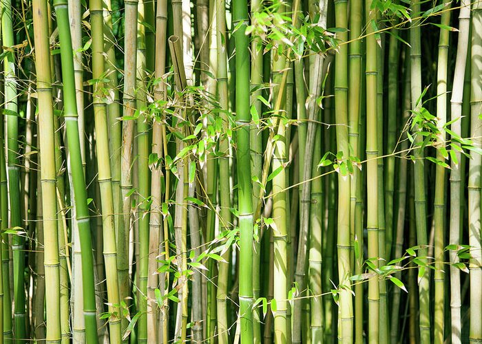 Bamboo Greeting Card featuring the photograph Bamboo by Jacqueline Veissid