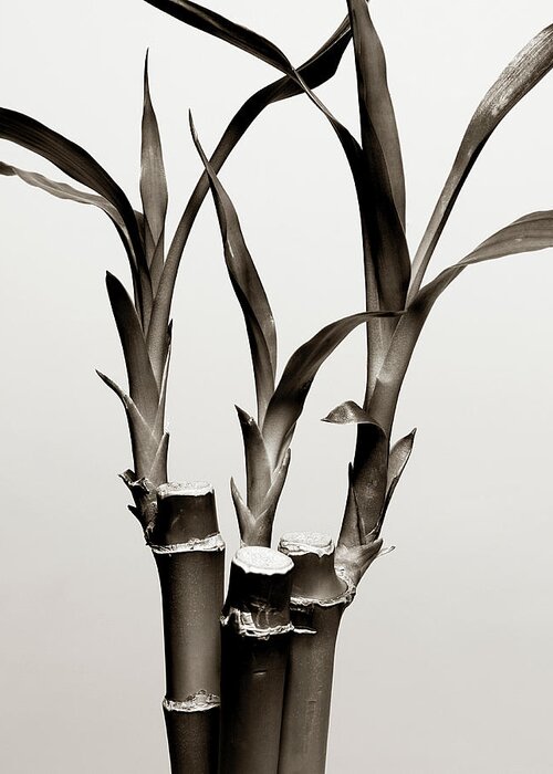 Bamboo Greeting Card featuring the photograph Bamboo Leaves by Alex Cao