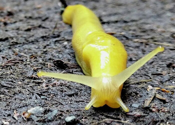 Yellow Greeting Card featuring the photograph Banana Slug by Misty Morehead