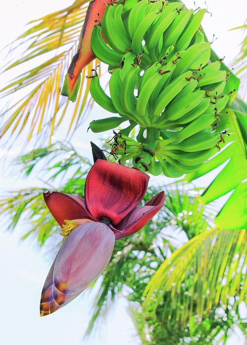 Plant Greeting Card featuring the photograph Bananeira by Iryna Goodall