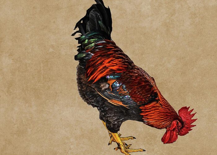 Rooster Greeting Card featuring the photograph Colorful Bantam Cock by Rebecca Carr
