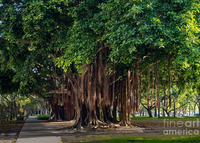 Banyan Greeting Card featuring the photograph Banyan Trees in St. Petersburg, Florida by L Bosco