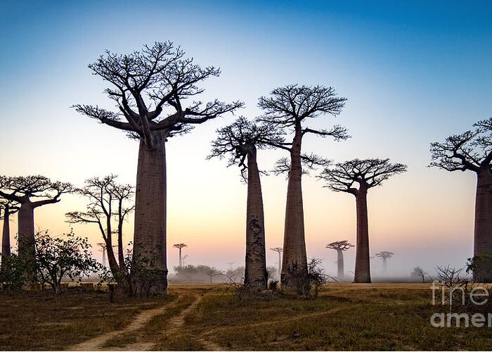 Pink Greeting Card featuring the photograph Baobab Alley At Dawn - Madagascar by Alex Ship