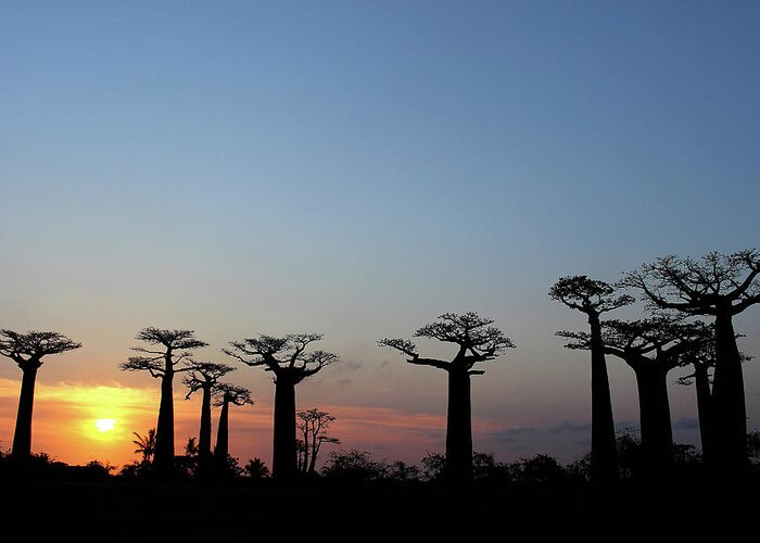  Greeting Card featuring the photograph Baobab Trees Sunset 2 by Eric Pengelly