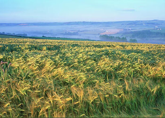Tranquility Greeting Card featuring the photograph Barley Field, Devon, Uk by Peter Adams