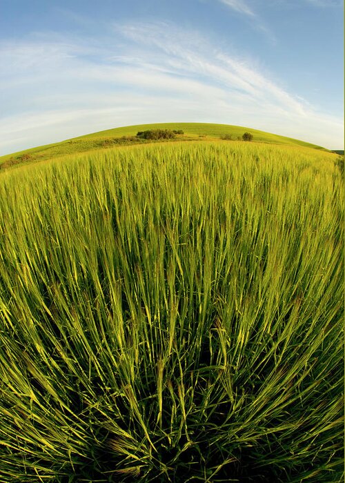 Outdoors Greeting Card featuring the photograph Barley Hordeum Vulgare Growing In by Darrell Gulin