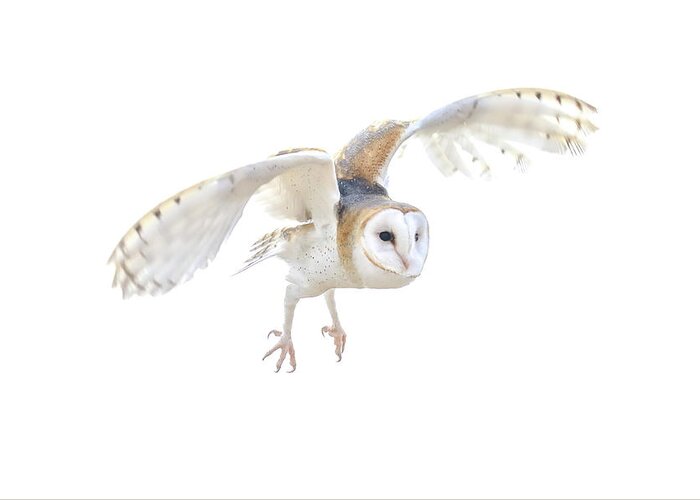 7932 Greeting Card featuring the photograph Barn Owl in Flight by Tom and Pat Cory