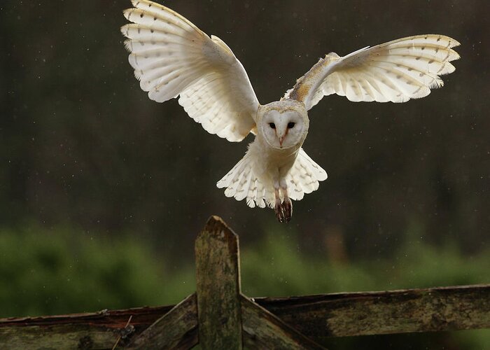 Animal Themes Greeting Card featuring the photograph Barn Owl by Javier Fernández Sánchez