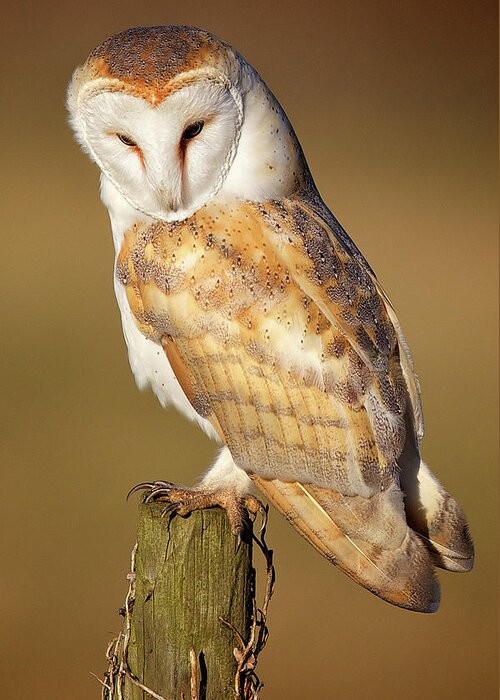 Looking Over Shoulder Greeting Card featuring the photograph Barn Owl by Markbridger