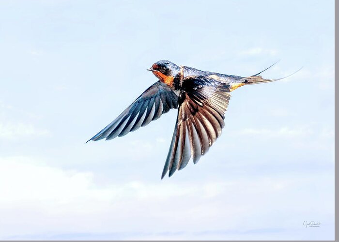 Barn Swallows Greeting Card featuring the photograph Barn Swallow Flight by Judi Dressler