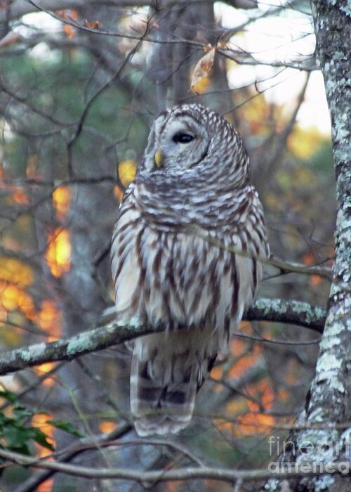 Owl Greeting Card featuring the photograph Barred Owl 10 by Lizi Beard-Ward