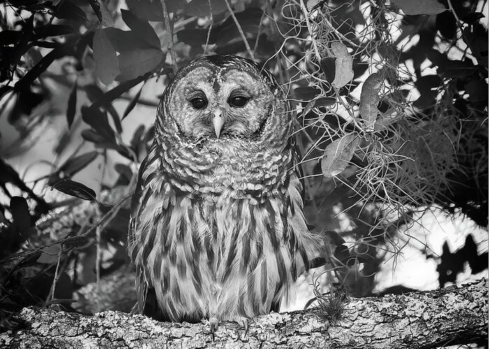 Bird Greeting Card featuring the photograph Barred Owl 2 by Steve DaPonte