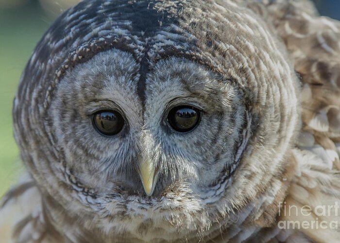 Animal Greeting Card featuring the photograph Barred Owl 7 by Chris Scroggins