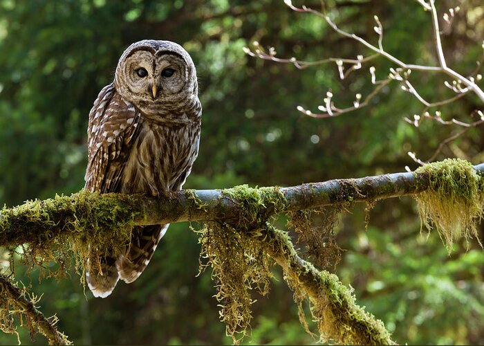 Vertebrate Greeting Card featuring the photograph Barred Owl, Olympic National Park by Mint Images - Art Wolfe