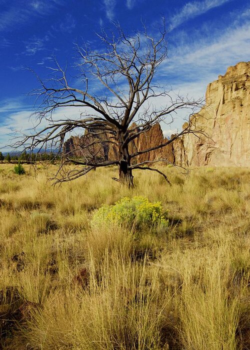 Smith Greeting Card featuring the photograph Barren Tree at Smith Rock by Todd Kreuter