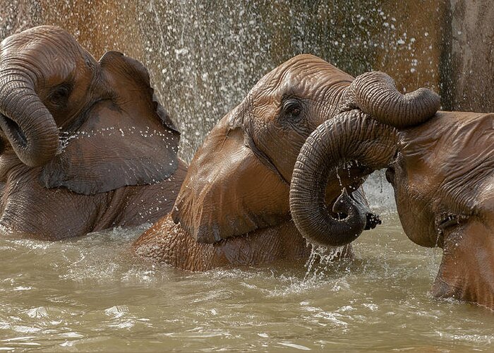 Elephant Greeting Card featuring the photograph Bath Time Play by Marc Pelissier