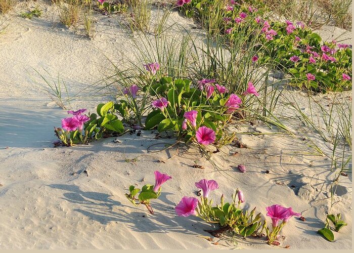 Morning Greeting Card featuring the photograph Beach Decor by Gordon Beck