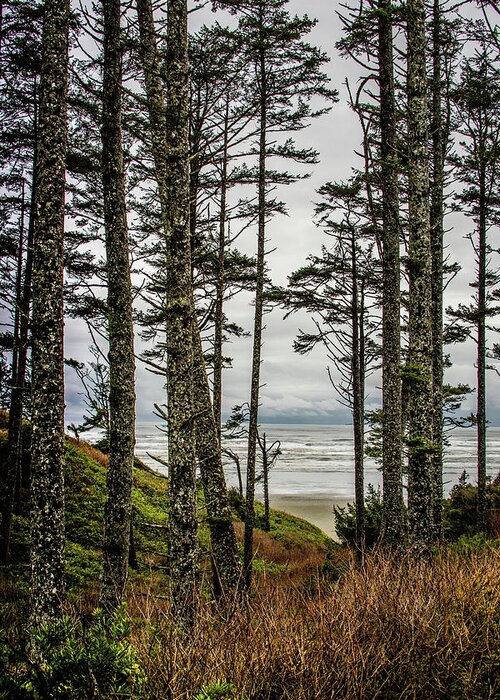 Trees Greeting Card featuring the photograph Beach Trees by Jerry Cahill
