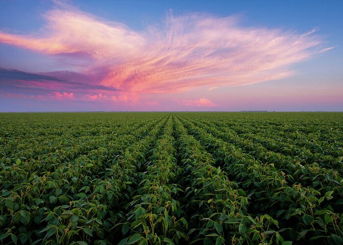 Scenics Greeting Card featuring the photograph Bean Field Sunset by Scott Kroeker (natural Light Magic)