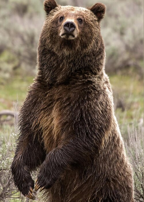 Grizzly Bear Greeting Card featuring the photograph Bear 399 by Steve Stuller
