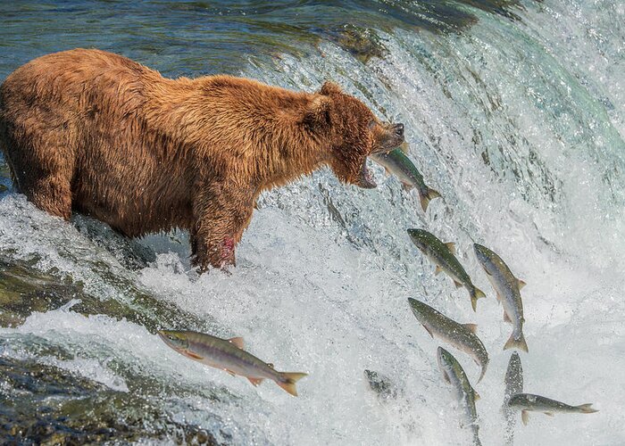 Brown Greeting Card featuring the photograph Bear Fishing by Hao Jiang
