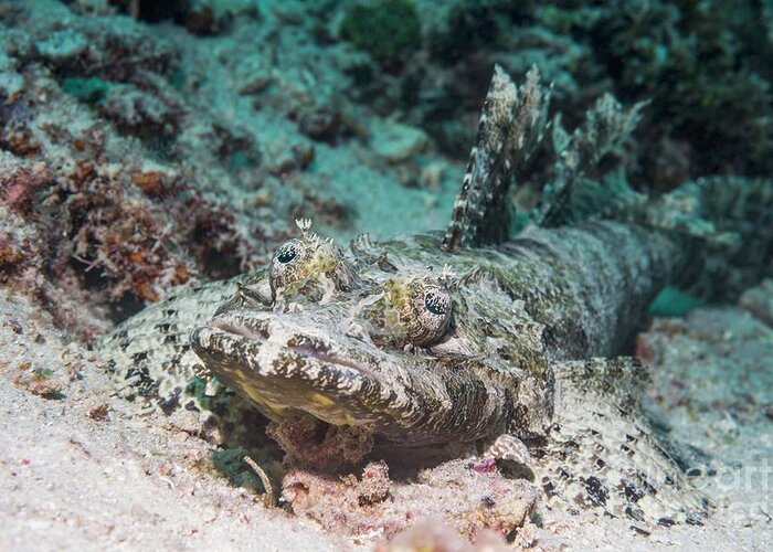 Indo-west Pacific Greeting Card featuring the photograph Beaufort's Crocodilefish by Georgette Douwma/science Photo Library