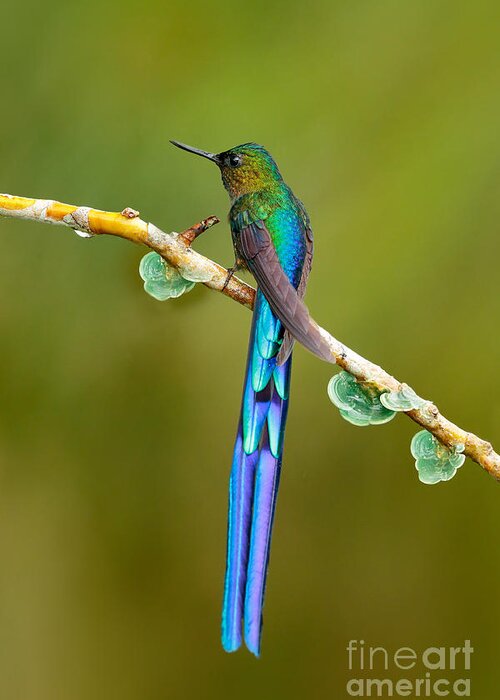 Beautiful Blue Glossy Hummingbird Greeting Card